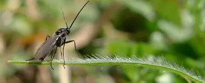 Цветочные мошки в домашних цветах - борьба, причины, симптомы :: myPlants