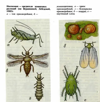 Вредители насекомые комнатных растений - 69 фото
