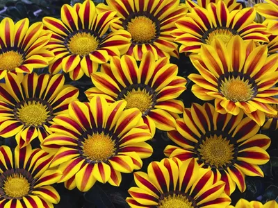 Газания (Gazania)