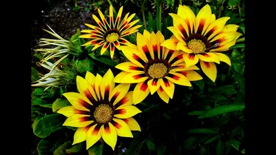 Гацания, газания, Gazania, цветок, flower, оранжевый, насекомое Stock Photo  | Adobe Stock