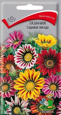 Газания, Солнечная Цветок, Засухоустойчивое, Что Украсит Любой Цветник  Фотография, картинки, изображения и сток-фотография без роялти. Image  41225750