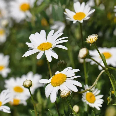 Leucanthemum 'Paladin' - нивяник 'Paladin' - питомник растений  Санкт-Петербург