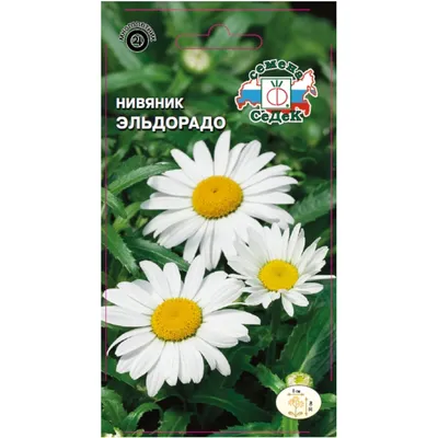 Ромашка ( нивяник ) Leucanthemum Alaska . ( Matricaria ) . - YouTube