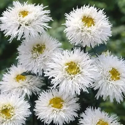 цветок ромашка белая садовая, нивяник (латинское название Leucanthemum  vulgare, или Matricaria) Stock Photo | Adobe Stock