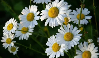 Нивяник наибольший (Leucanthemum maximum) - Нивяник наибольший -  Многолетники - Каталог - LESKOVO-PITOMNIK.ru