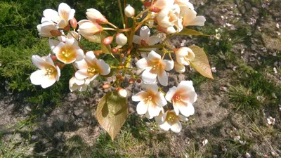 Какие цветы растут в Сочи🌺