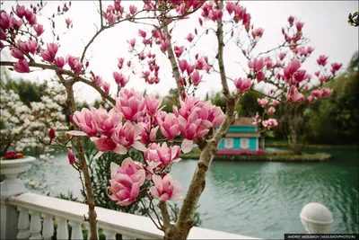 С опозданием на месяц в Сочи зацвели весенние цветы и деревья. Но весна  обманчива, сегодня снова похолодает - 11 апреля 2022 - 93.ru