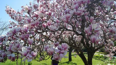 Что в мае цветет на Кубани? Цветочный шазам Краснодарского края | Юга.ру