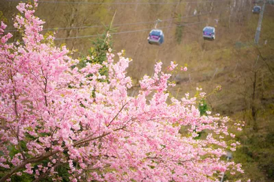 Какие цветы растут в Сочи🌺