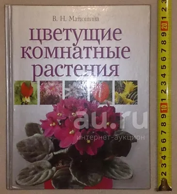 Неприхотливые комнатные растения для квартиры: домашние цветы, не требующие  особого ухода, с фото