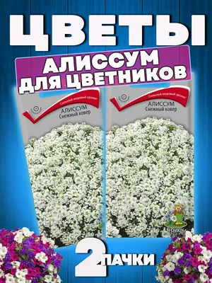 Алиссум Снежный Ковёр (0,2г, Leda Agro) - купить Семена Алиссума в Киеве и  Украине, выгодная цена Алиссум Снежный Ковёр в интернет-магазине Agrostore  ТМ (Агростор)