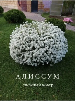 Алиссум Снежный ковер — купить в Красноярске. Садовые цветы на  интернет-аукционе Au.ru