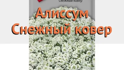 Семена Цветы, Алиссум, Снежный ковёр, 0.2 г, цветная упаковка, Седек в  Белгороде: цены, фото, отзывы - купить в интернет-магазине Порядок.ру