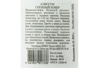 Алиссум - снежный ковер под ногами | Наталья Кудрявцева | Дзен