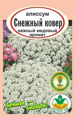 Алиссумы ПОИСК Агрохолдинг smn14, 3 г - купить по выгодным ценам в  интернет-магазине OZON (199522028)