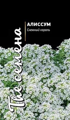 Семена алиссума, ПОИСК, Снежный ковер 0,3 г — купить в Брянске по цене 7,9  руб за шт на СтройПортал