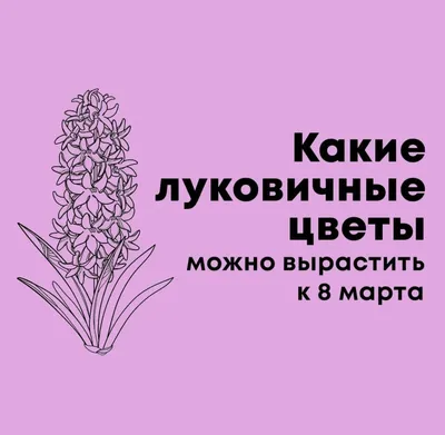 VIP букет весенних цветов на 8 марта Символ удачи заказать, купить с  доставкой в Минеральных Водах | Магазин цветов с доставкой по Минеральным  Водам и служба доставки цветов в Минеральных Водах Роза-Красная.рф -