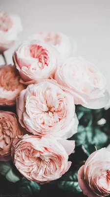Обои | Цветы | Beautiful flowers, Flower aesthetic, Peony wallpaper