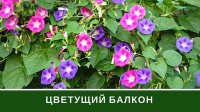 Фотка цветов на балконе дизайн: домашний оазис природы на вашем экране