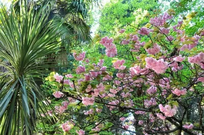 Цветы из Сочи | Пикабу