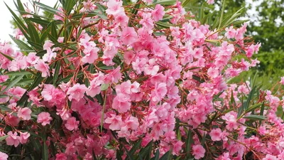 Grekhova Flowers – свежие цветы и авторские букеты в Сочи | Доставка цветов  в Сочи и окрестностях