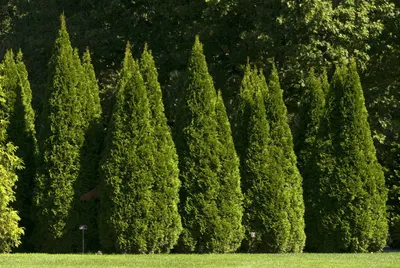 Туя Смарагд Голд 🌲 по лучшей цене в Москве - купить саженцы туи Golden  Smaragd в питомнике «Зеленый Рай»