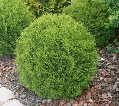 Купить тую западную Брабант. Туя западная Брабант Thuja occidentalis  Brabant крупномерная