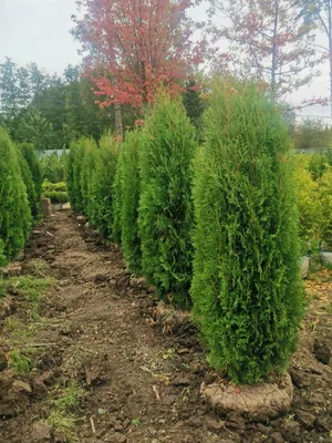 Туя Smaragd 30 см / Туя западная Смарагд 30 см / Thuja occidentalis Smaragd  (ID#1207226672), цена: 85 ₴, купить на Prom.ua