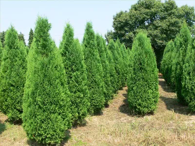 Туя западная Смарагд/Thuja occidentalis Smaragd - 50-60см возраст 4г. - Туя  западная Смарагд, Хвойные | Питомник декоративных растений в Одессе: цена,  отзывы.