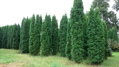 Thuja 'Golden Smaragd', Туя западная 'Голден Смарагд'|landshaft.info