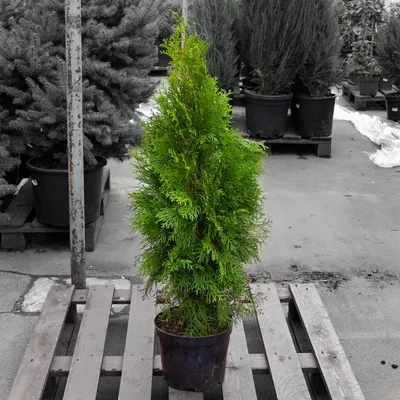 Thuja occidentalis 'Teddy', Туя западная 'Тэдди'|landshaft.info