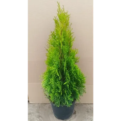 Туя западная \"Aurescens\" (Thuja occidentalis), С2 - купить в Минске, цены