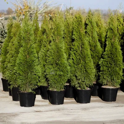 Купить Туя вересковидная (Thuja occidentalis) с доставкой почтой в  интернет-магазине Архиленд