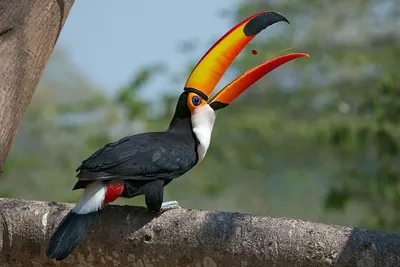 File:Великий тукан (Ramphastos toco).JPG - Wikimedia Commons