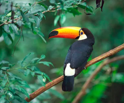 Bird tukan in the zoo, in captivity. A bird with a large bright yellow beak  Stock Photo - Alamy