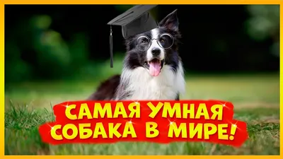 Мне попалась тупая собака | Пикабу