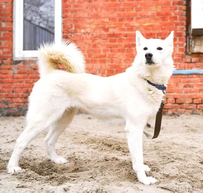 ФОТОГРАФ КАЗАНЬ АЛИНА ФАИЗОВА - У меня тупая собака 🐕 ⠀ Так говорят многие  И я так считала раньше😅 Это не собака тупая, а вы😬 Я не эксперт, не  кинолог, но есть