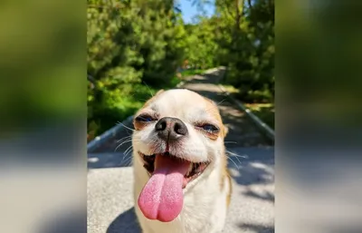 Умная собака на Амурском бульваре, Хабаровск. | Pet911.ru