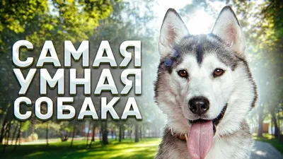 Найдена умная собака в Московской области | Pet911.ru