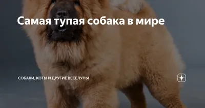 Найдена умная собака в Красноармейском на Марийской улице | Pet911.ru