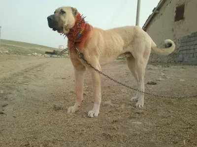 Турецкий кангал🤤💗 #рекомендации #турецкийкангал #edit #dog #kangal |  TikTok