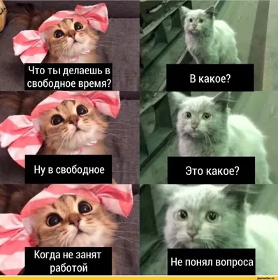 Что ты будешь делать в выходные? - А в выходные тоже что-то надо делать? /  картинка с текстом :: выходные :: что делать :: кот / смешные картинки и  другие приколы: