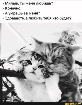 Что ты делаешь в свободное время? ••г* В какое? ''' Ну в свободное Это  какое? Когда не за / грустный кот :: смешные картинки (фото приколы) ::  котэ (прикольные картинки с кошками) /