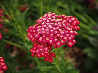 Тысячелистник обыкновенный (Achillea millefolium).Соцветие крупно Stock  Photo | Adobe Stock