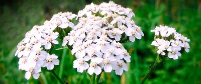 Тысячелистник MIX (Achillea) конт. c1 | Строим Сад