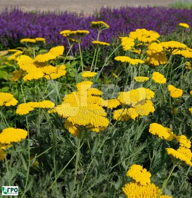 Тысячелистник птармика (Achillea ptarmica)