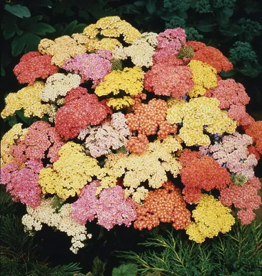 Тысячелистник 'Сerise queen' (Achillea mil. 'Cerise Queen')