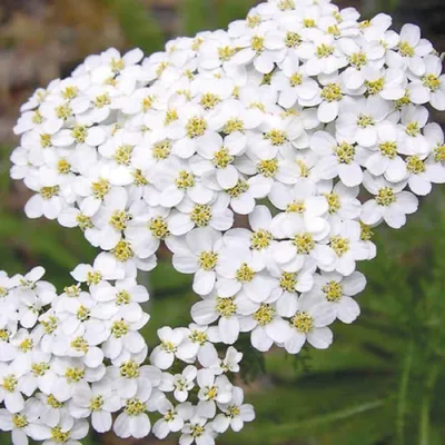 https://zakazvsad.ru/product/tysyachelistnik-obyknovennyj-terrakotta-achillea-millefolium-terracotta/