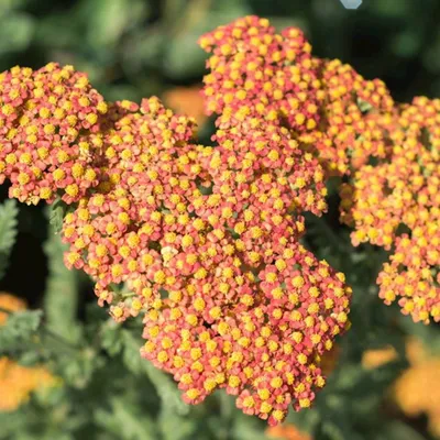 Тысячелистник обыкновенный Saphran Achillea millefolium - купить сорт в  питомнике, саженцы в Санкт-Петербурге