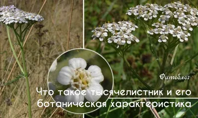 Тысячелистник обыкновенный Appleblossom, бело-розовый, С 1, 60-80 см